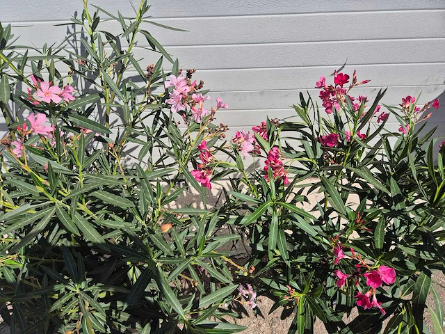 Nerium oleander struik roze/rood - hoogte ca. 50 cm (2x) - afbeelding 3 van  3