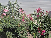 Nerium oleander struik roze/rood - hoogte ca. 50 cm (2x) - afbeelding 3 van  3