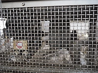 Nn elevator - afbeelding 11 van  11