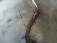 Nn mixer - afbeelding 4 van  5