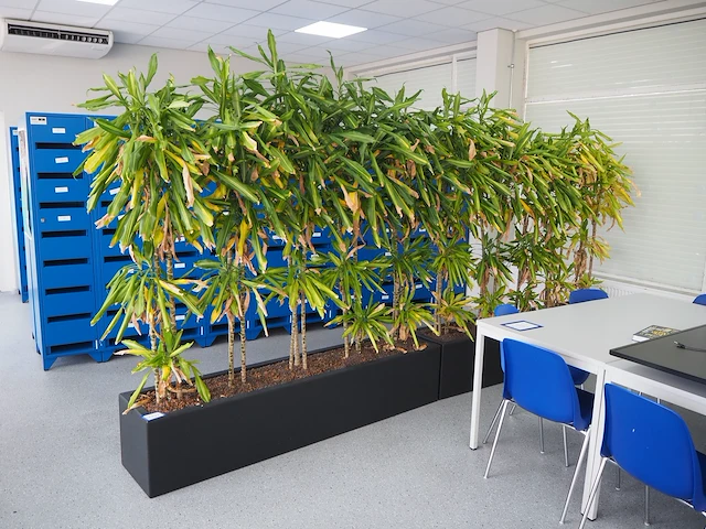 Nn plants - afbeelding 1 van  8