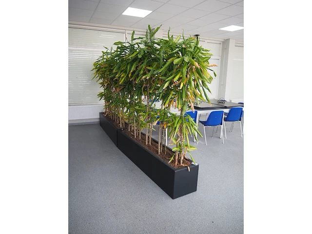 Nn plants - afbeelding 2 van  8