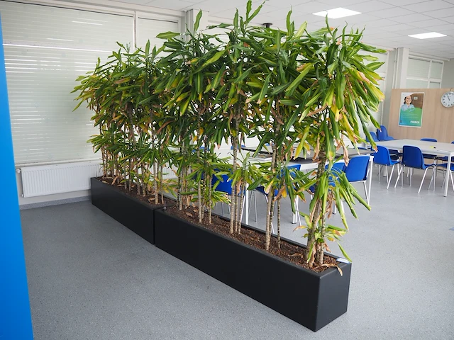 Nn plants - afbeelding 3 van  8