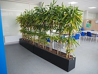 Nn plants - afbeelding 3 van  8