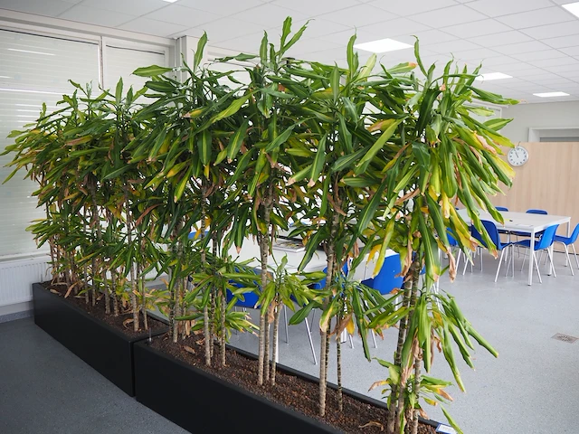 Nn plants - afbeelding 4 van  8