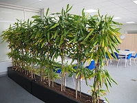 Nn plants - afbeelding 4 van  8