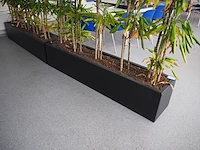 Nn plants - afbeelding 5 van  8