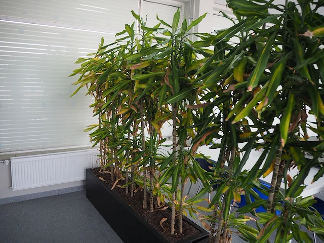 Nn plants - afbeelding 6 van  8