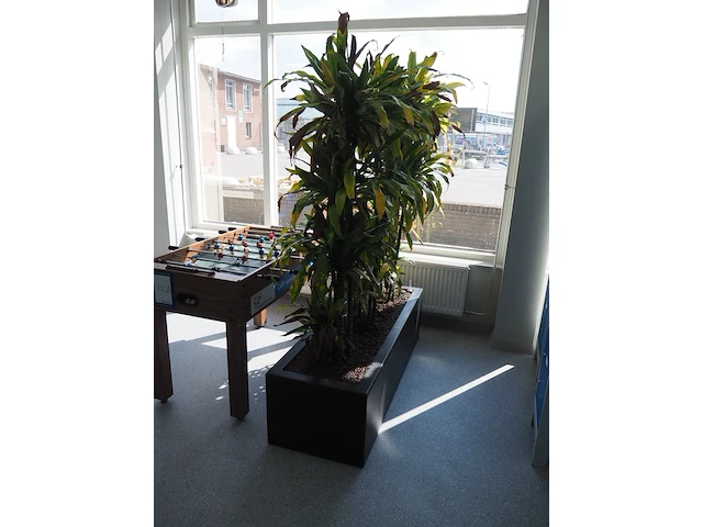 Nn plants - afbeelding 8 van  8