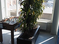 Nn plants - afbeelding 8 van  8