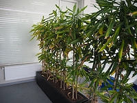 Nn plants - afbeelding 6 van  8