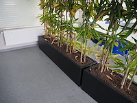 Nn plants - afbeelding 7 van  8