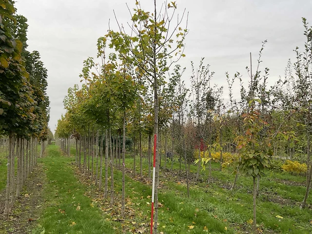 Noorse esdoorn - acer platanoides (4x) - afbeelding 1 van  4