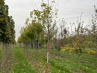 Noorse esdoorn - acer platanoides (4x) - afbeelding 1 van  4