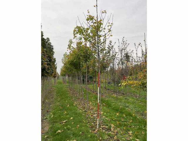 Noorse esdoorn - acer platanoides (4x) - afbeelding 2 van  4