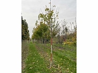 Noorse esdoorn - acer platanoides (4x) - afbeelding 2 van  4