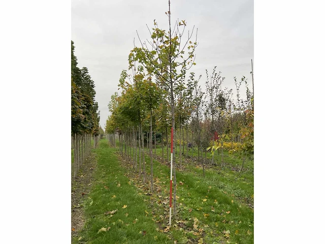 Noorse esdoorn - acer platanoides (4x) - afbeelding 3 van  4