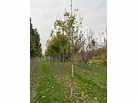 Noorse esdoorn - acer platanoides (4x) - afbeelding 3 van  4