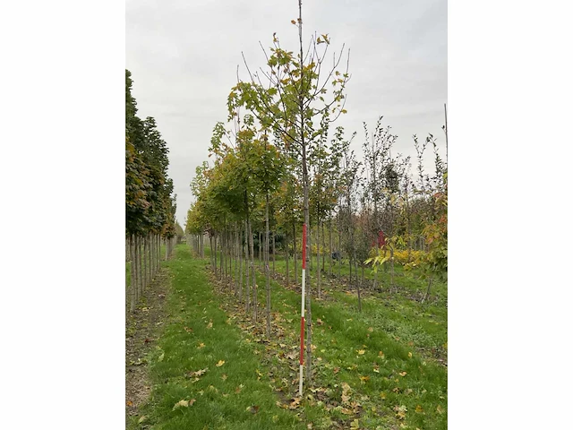 Noorse esdoorn - acer platanoides (4x) - afbeelding 4 van  4