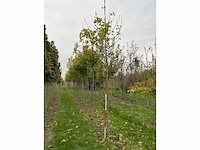 Noorse esdoorn - acer platanoides (4x) - afbeelding 4 van  4