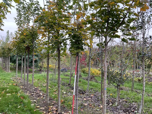 Noorse esdoorn - acer platanoides - afbeelding 1 van  6