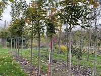 Noorse esdoorn - acer platanoides - afbeelding 1 van  6