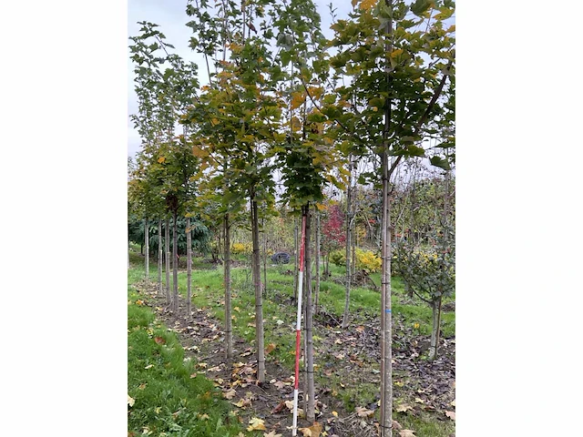 Noorse esdoorn - acer platanoides - afbeelding 2 van  6