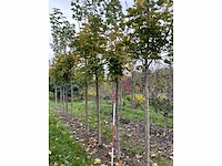 Noorse esdoorn - acer platanoides - afbeelding 2 van  6