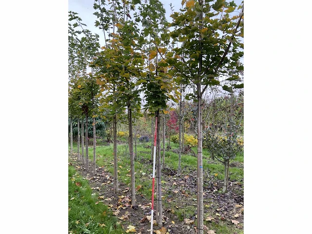 Noorse esdoorn - acer platanoides - afbeelding 3 van  6