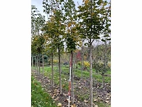 Noorse esdoorn - acer platanoides - afbeelding 3 van  6