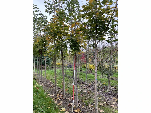 Noorse esdoorn - acer platanoides - afbeelding 4 van  6