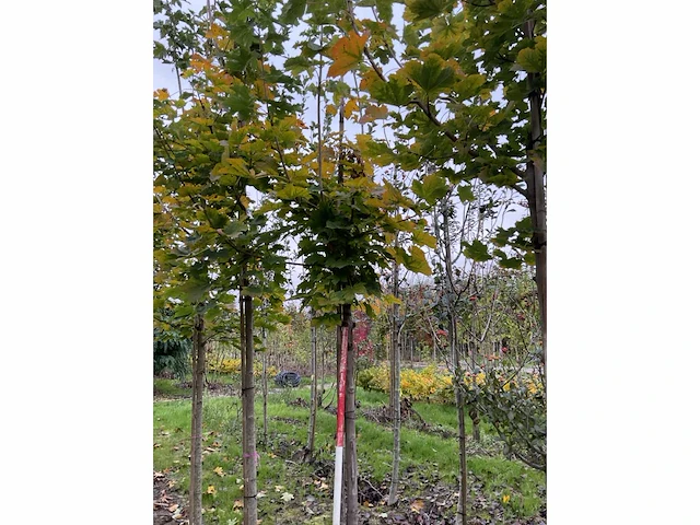 Noorse esdoorn - acer platanoides - afbeelding 5 van  6