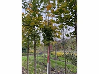 Noorse esdoorn - acer platanoides - afbeelding 5 van  6