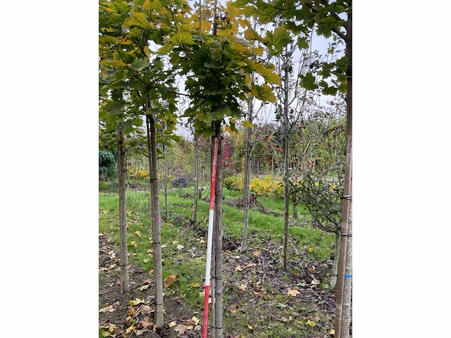 Noorse esdoorn - acer platanoides - afbeelding 6 van  6