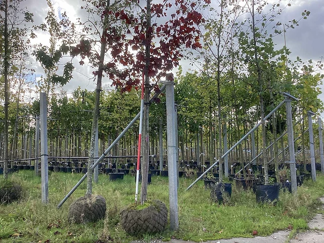 Noorse esdoorn - sierboom - afbeelding 1 van  3