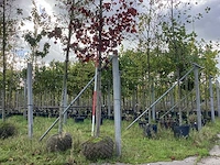 Noorse esdoorn - sierboom - afbeelding 1 van  3