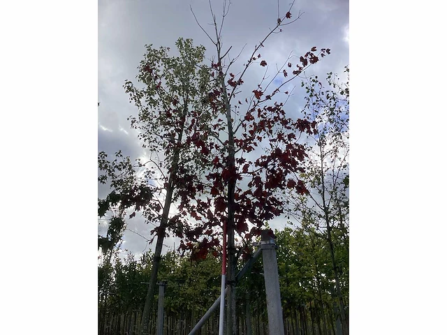 Noorse esdoorn - sierboom - afbeelding 2 van  3