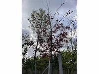 Noorse esdoorn - sierboom - afbeelding 2 van  3