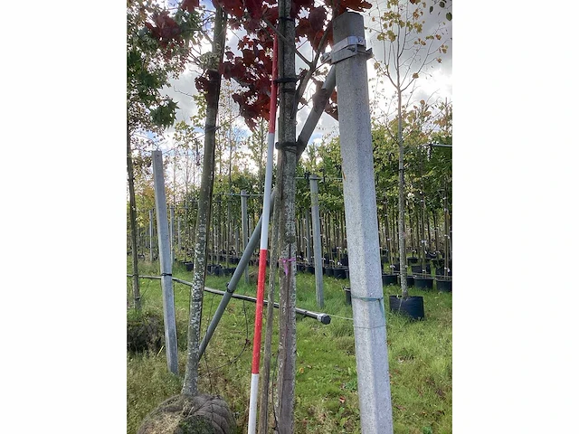 Noorse esdoorn - sierboom - afbeelding 3 van  3