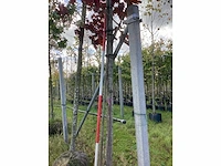 Noorse esdoorn - sierboom - afbeelding 3 van  3