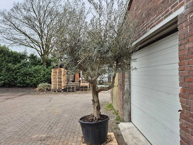 Olea europaea andalucia - hoogte ca. 250 cm - afbeelding 4 van  5