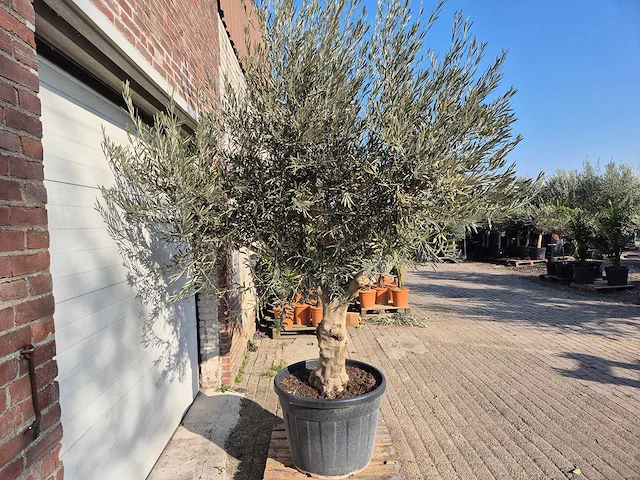 Olea europaea andalucia - hoogte ca. 250 cm - afbeelding 5 van  5