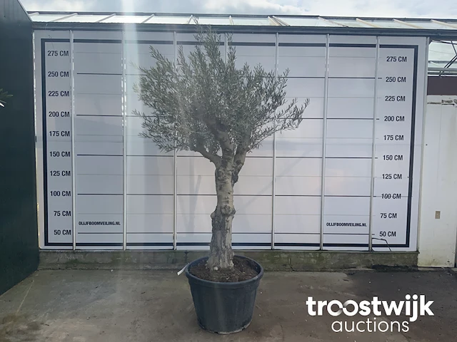 Olea europaea andalucia - afbeelding 1 van  6