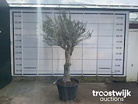 Olea europaea andalucia