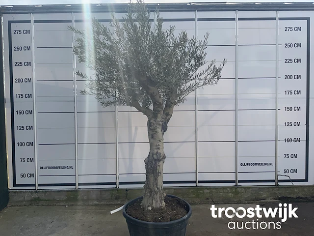 Olea europaea andalucia - afbeelding 2 van  6