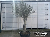 Olea europaea andalucia - afbeelding 2 van  6