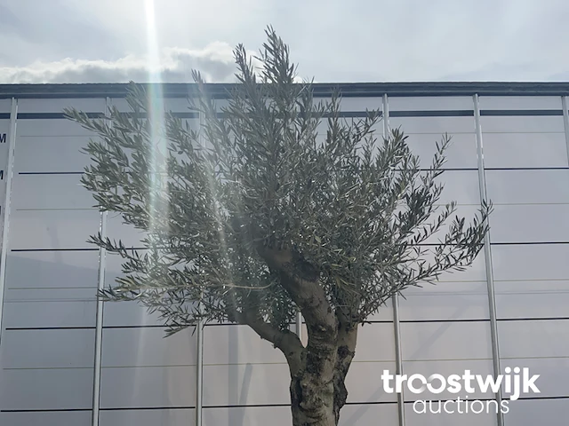 Olea europaea andalucia - afbeelding 3 van  6
