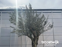 Olea europaea andalucia - afbeelding 3 van  6
