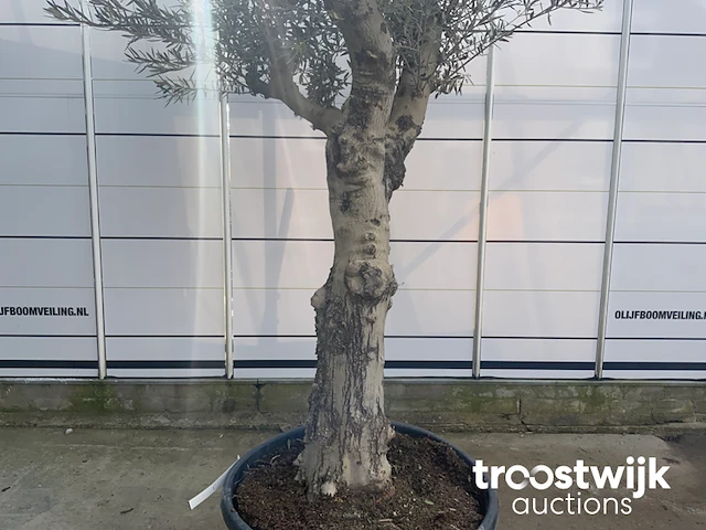 Olea europaea andalucia - afbeelding 4 van  6