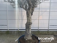 Olea europaea andalucia - afbeelding 4 van  6